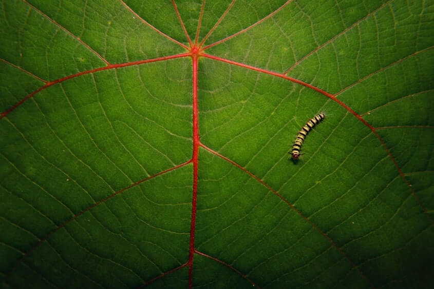 Comprare azioni Caterpillar